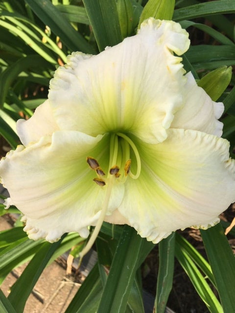 Daylily - KLRBZ Living Hope | KLRBZ LLC